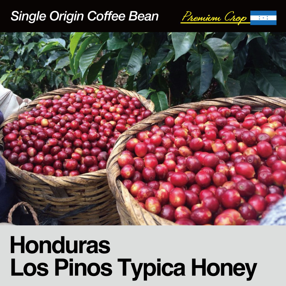 Honduras(ホンジュラス)/Los Pinos Typica(ロス・ピノス・ティピカ)