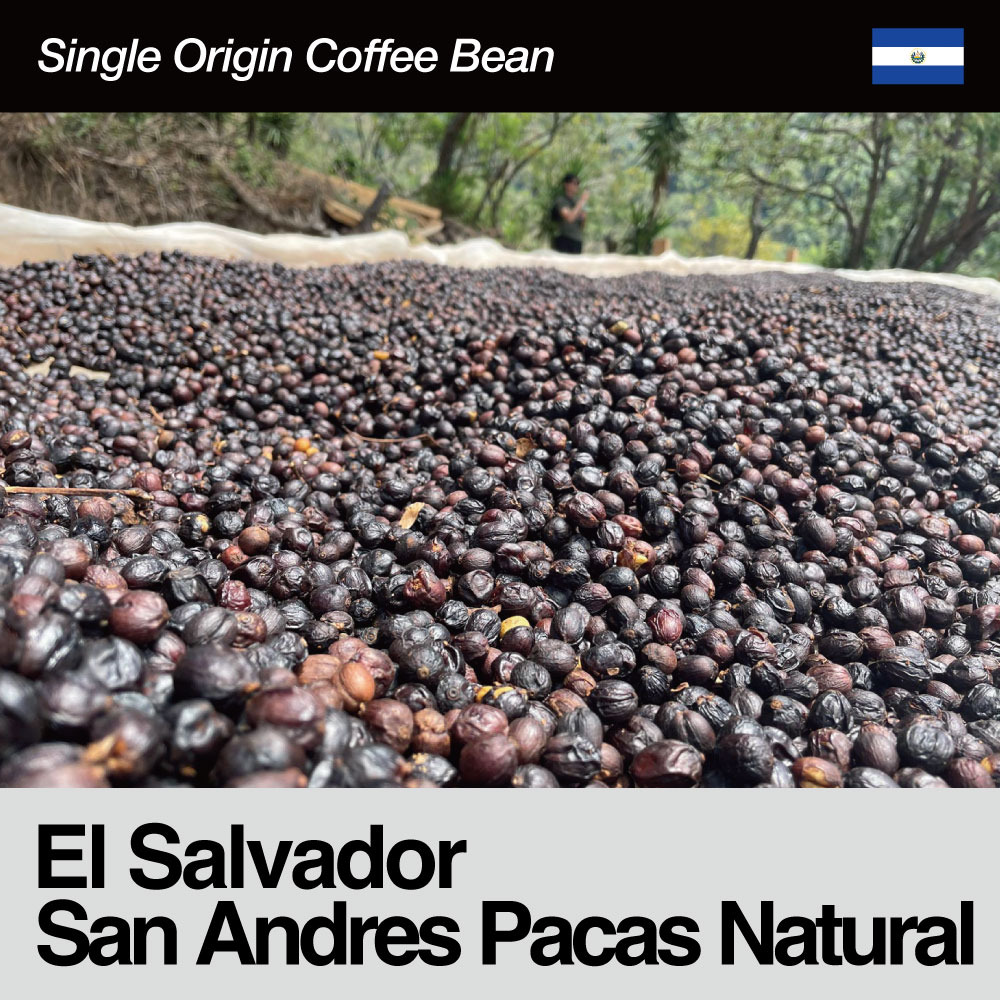 El Salvador/San Andres Pacas Natural（エルサルバドル/サン・アンドレス・パカス・ナチュラル）